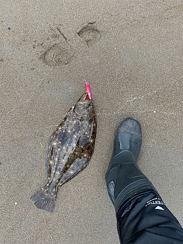 ヒラメの釣果