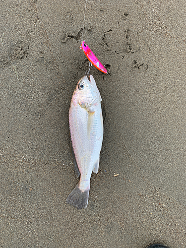 イシモチの釣果