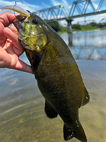 スモールマウスバスの釣果