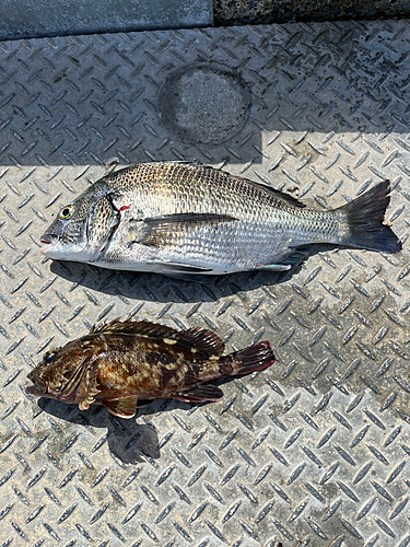 クロダイの釣果