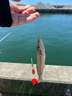 キスの釣果