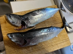 ソウダガツオの釣果