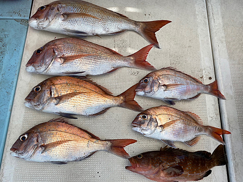 マダイの釣果