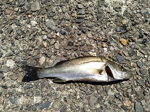 セイゴ（マルスズキ）の釣果