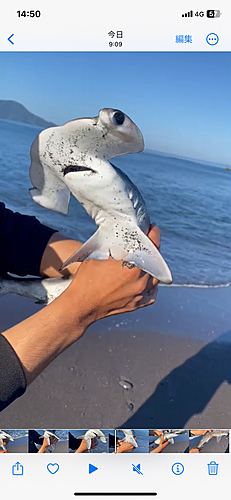 シュモクザメの釣果