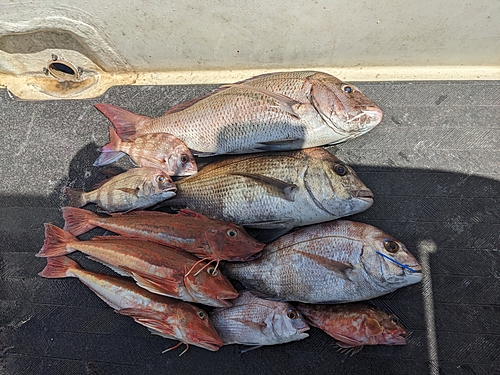 マダイの釣果