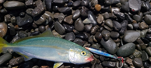 ワカシの釣果