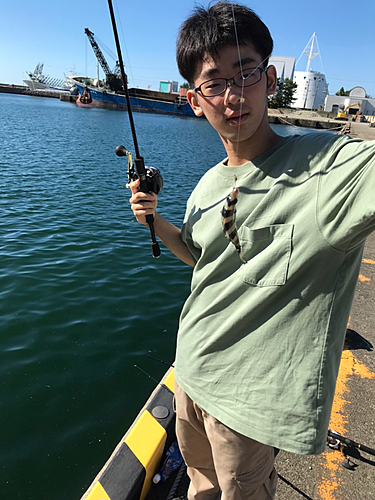 小木港で釣れたタイの釣り・釣果情報 - アングラーズ