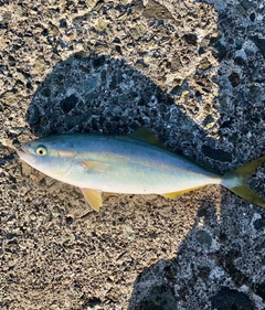 ワカシの釣果