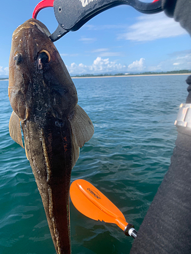 マゴチの釣果