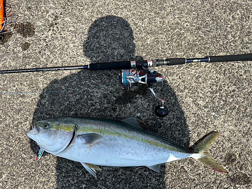 ハマチの釣果