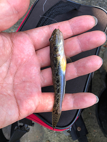 マハゼの釣果