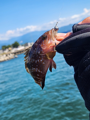 キジハタの釣果