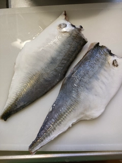 マアジの釣果