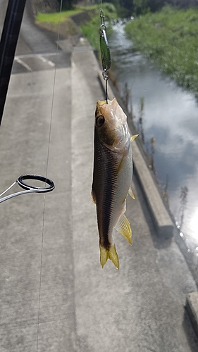 カワムツの釣果