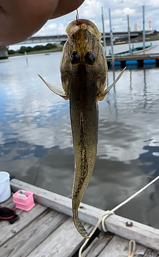 ハゼの釣果