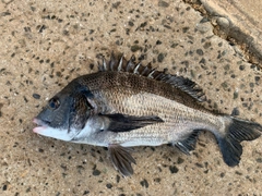 チヌの釣果