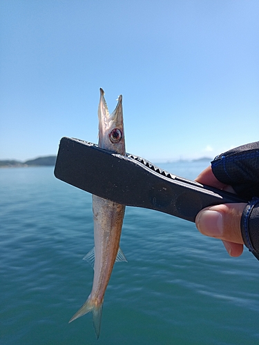 カマスの釣果