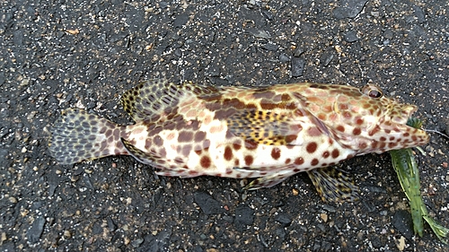 イシミーバイの釣果