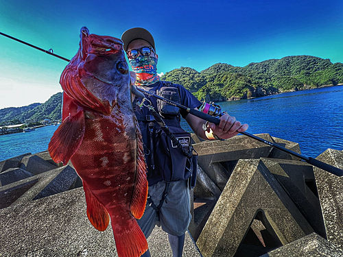 アカハタの釣果