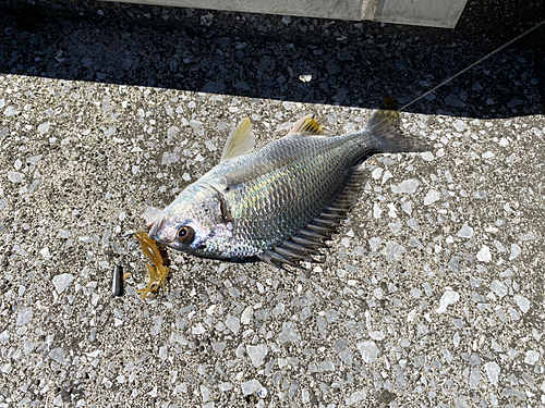 キビレの釣果