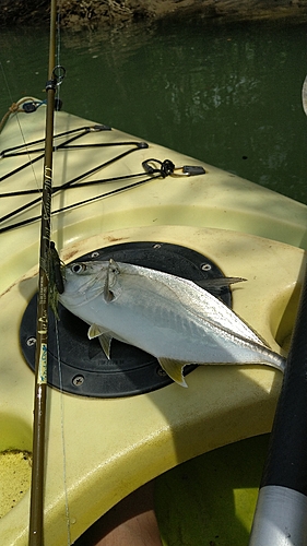 ロウニンアジの釣果