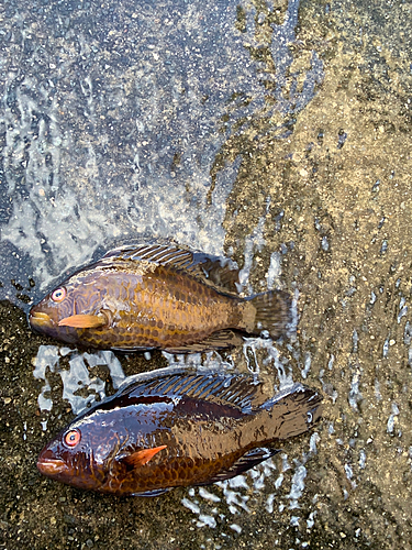 オハグロベラの釣果