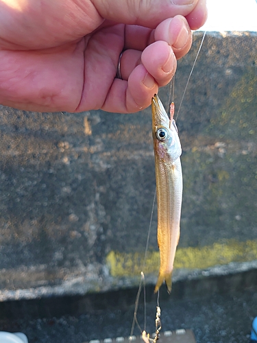 カマスの釣果