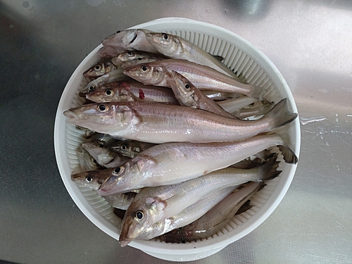 シロギスの釣果