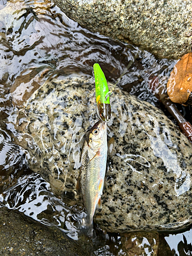 ウグイの釣果