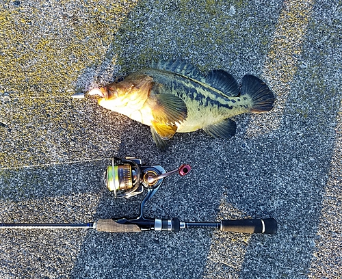 シマゾイの釣果