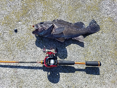 クロソイの釣果