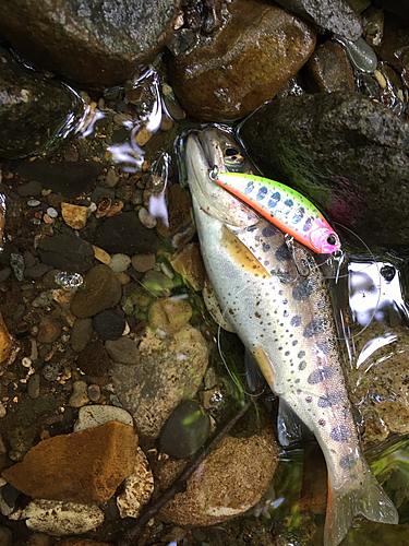 ヤマメの釣果