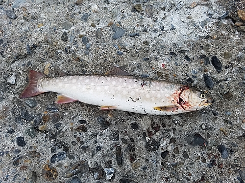 アメマスの釣果