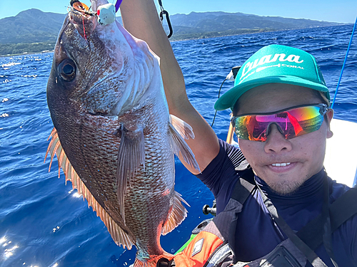 マダイの釣果