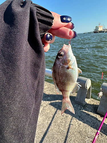 チャリコの釣果