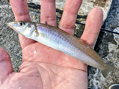 キスの釣果