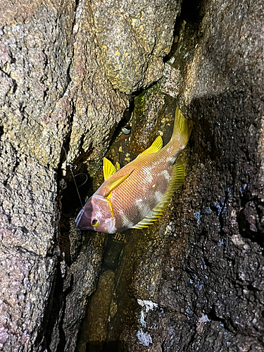 シブダイの釣果