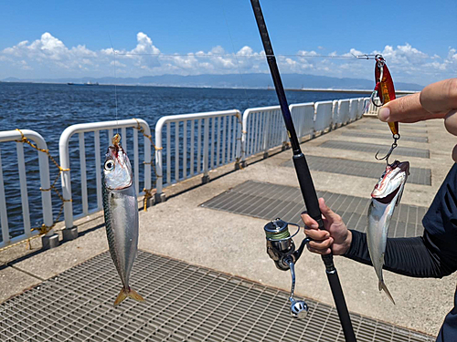 サバの釣果