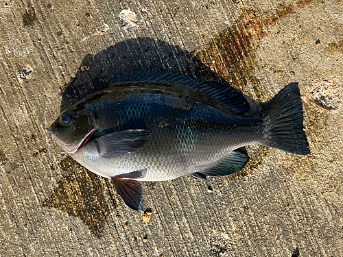 メジナの釣果