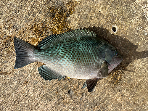 メジナの釣果