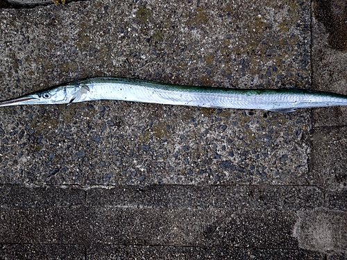 ダツの釣果