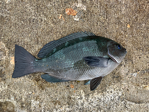 メジナの釣果