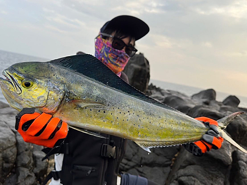 シイラの釣果