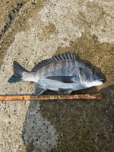 チヌの釣果