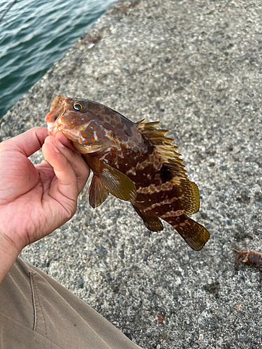 キジハタの釣果