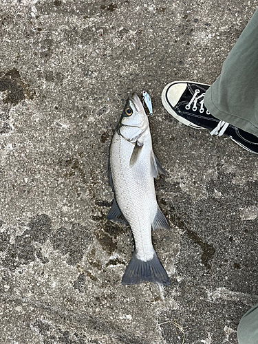 スズキの釣果