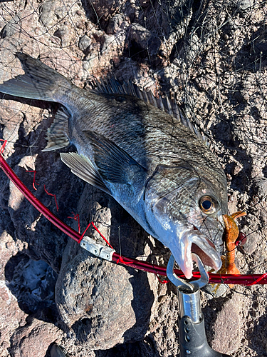 クロダイの釣果