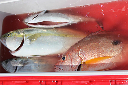 シブダイの釣果