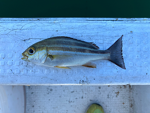 イサキの釣果